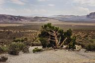 Red Rock scenery.jpg