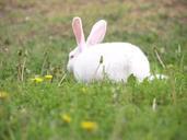 bunny-grass-rabbit-animal-wildlife-425996.jpg