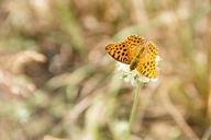 butterfly-nature-insect-animal-828127.jpg