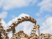 wheat-spike-cereals-grain-field-609882.jpg