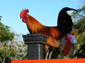 rooster-bird-standing-fowl-1661628.jpg