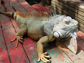 iguana-reptile-tropical-1000700.jpg