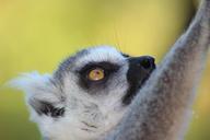 lemur-wild-animal-zoo-1622405.jpg