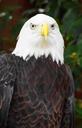 bald-eagle-bird-eagle-feather-489083.jpg