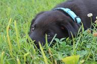 puppy-black-labrador-cute-pet-637777.jpg