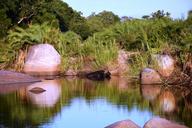 buffalo-morning-safari-africa-bad-657541.jpg