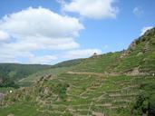 vineyards-winegrowing-nature-blue-537809.jpg