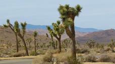 joshua-trees-desert-tree-landscape-777911.jpg