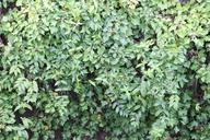 green-bush-pattern-leaves-nature-435539.jpg