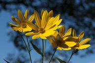 sunflowers-flowers-yellow-180631.jpg