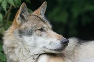 wolf-predator-european-wolf-dormant-1518938.jpg