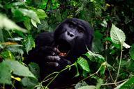 gorilla-bwindi-impenetrable-forest-355178.jpg