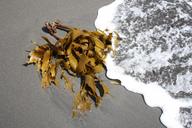 kelp-seaweed-sand-wave-sea-beach-841608.jpg