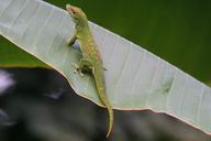 lizard-scale-madagascar-day-gecko-1000257.jpg