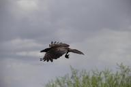 crow-raven-bird-sky-silhouette-434755.jpg