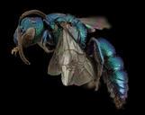 bee_bright_geeen,_m,_argentina,_side_2014-08-07-17.43.37_ZS_PMax.jpg