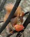 squirrel-cute-croissant-eat-tree-647697.jpg