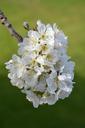 cherry-blossoms-flowers-cherries-505134.jpg