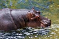 hippo-animal-africa-african-water-1424602.jpg