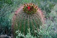 cactus-arizona-desert-landscape-72098.jpg