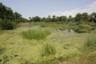 Marsh wetland landscape nature scenic.jpg