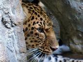 leopard-zoo-animal-wildlife-nature-833791.jpg