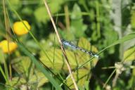 Male_Common_Blue_Damselfly.jpg