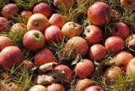 apples-autumn-red-apples-harvest-617572.jpg