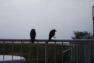 raven-wet-rain-brothers-parapet-284074.jpg