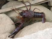 american-crab-crayfish-clip-1588829.jpg