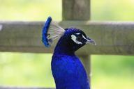 peacock-bird-animals-nature-455426.jpg