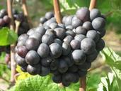 grapes-sweet-fruit-food-wine-eat-510425.jpg