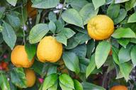 lemons-lemon-tree-citrus-1405452.jpg