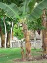 Banana tree with green bananas.jpg