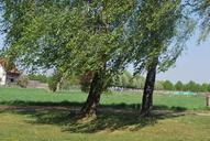 landscape-trees-shrubs-green-grove-97360.jpg