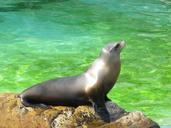 sea-lion-animal-awakened-524584.jpg