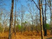 forest-deciduous-mixed-forest-322597.jpg