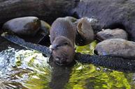 otter-zoo-sweet-672876.jpg