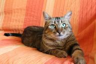 cat-tabby-cat-green-cat-eyes-1296995.jpg