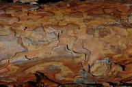 wood-bark-grain-structure-1693600.jpg