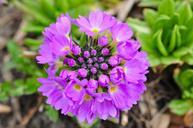 primrose-flower-purple-nature-498482.jpg