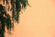 birch-tree-orange-leaves-autumn-1028238.jpg