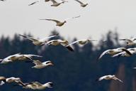 geese-flock-bird-group-wildlife-918894.jpg