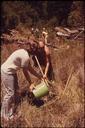 Conservationists_Water_Newly_Planted_Redwoods_In_Devastated_Area_Of_Big_Basin_Redwoods_-_NARA_-_543439.jpg