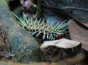 caterpillar-jungle-amazon-animal-435543.jpg