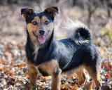 pet-dog-nature-1622076.jpg