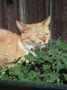 cat-tabby-catnip-cute-sniff-smell-829681.jpg