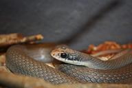 snake-reptile-serpentes-snakes-169163.jpg