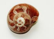 snail-shell-close-snail-shell-271980.jpg