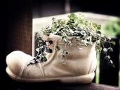 shoe-decoration-flowerpot-851537.jpg